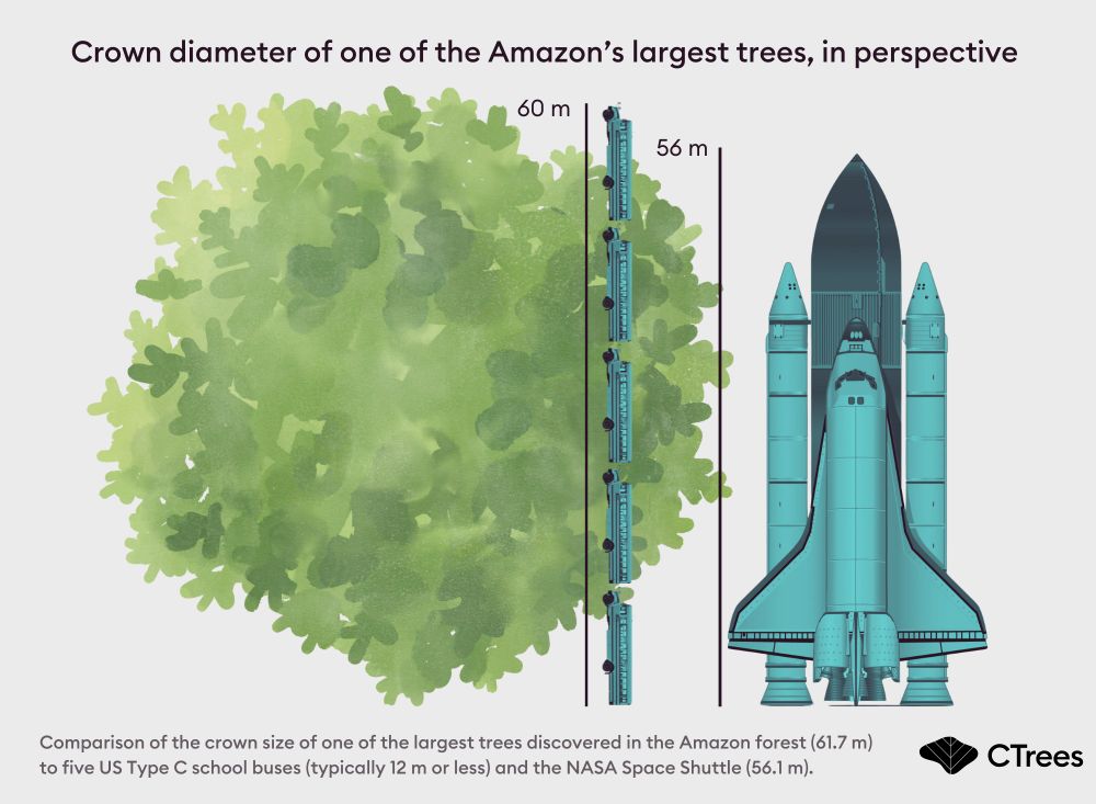The tree crown shown alongside the space shuttle and five buses
