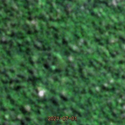 Time lapse of the tree from satellite photography 