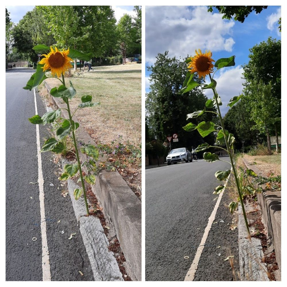 Two photos of the sunflower that grew out of the gap in the kerbstone over several months surviving to produce a flower.
