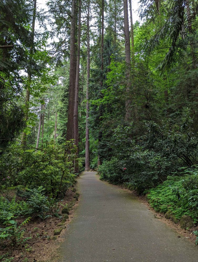 Dense green foliage in a temperate rainforest. A path curves up and away through the thick trees