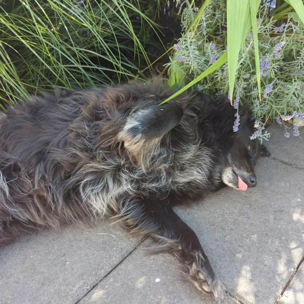 Fluffy black shepherd mix dog lays in a lavender bush with her belly exposed. Her tongue is blepping out 