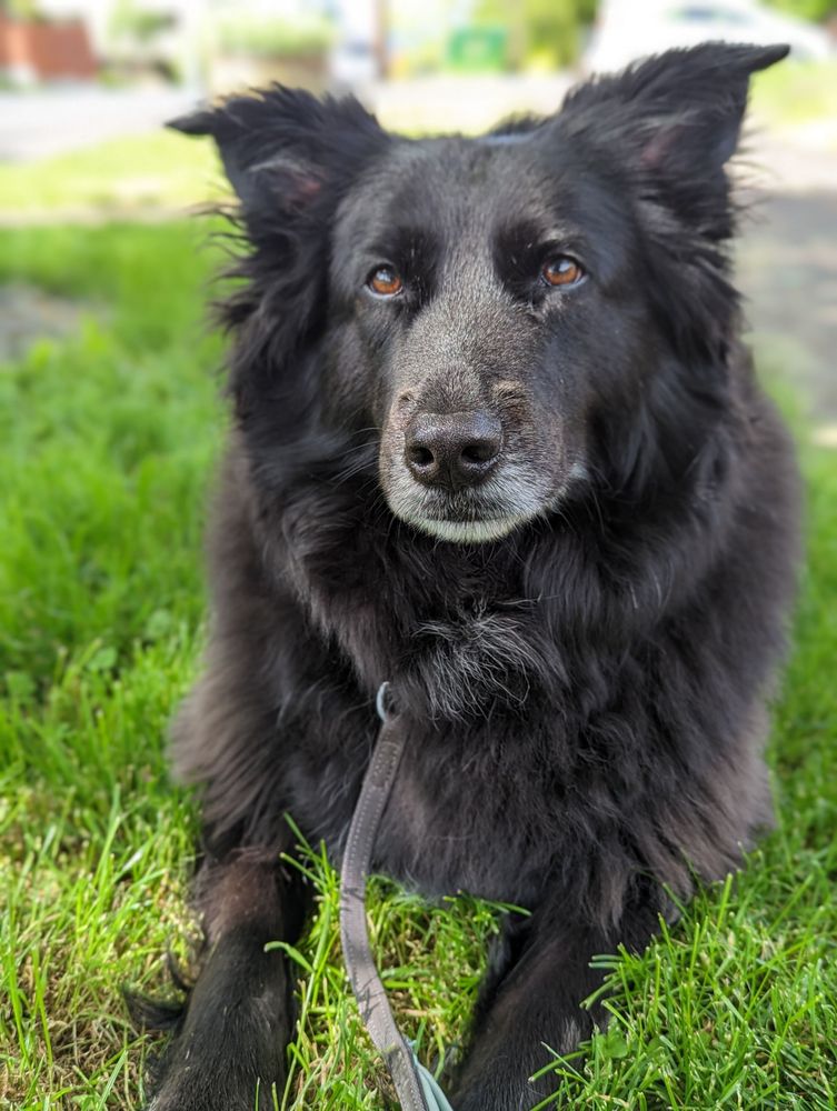 Fluffy black shepherd mix dog lays in vibrant green grass. Her pointed ears stand up and her bright brown-gold eyes are intense 