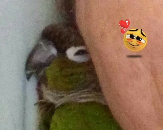 Green Cheeked Conure CHEEKS napping under my chin.
