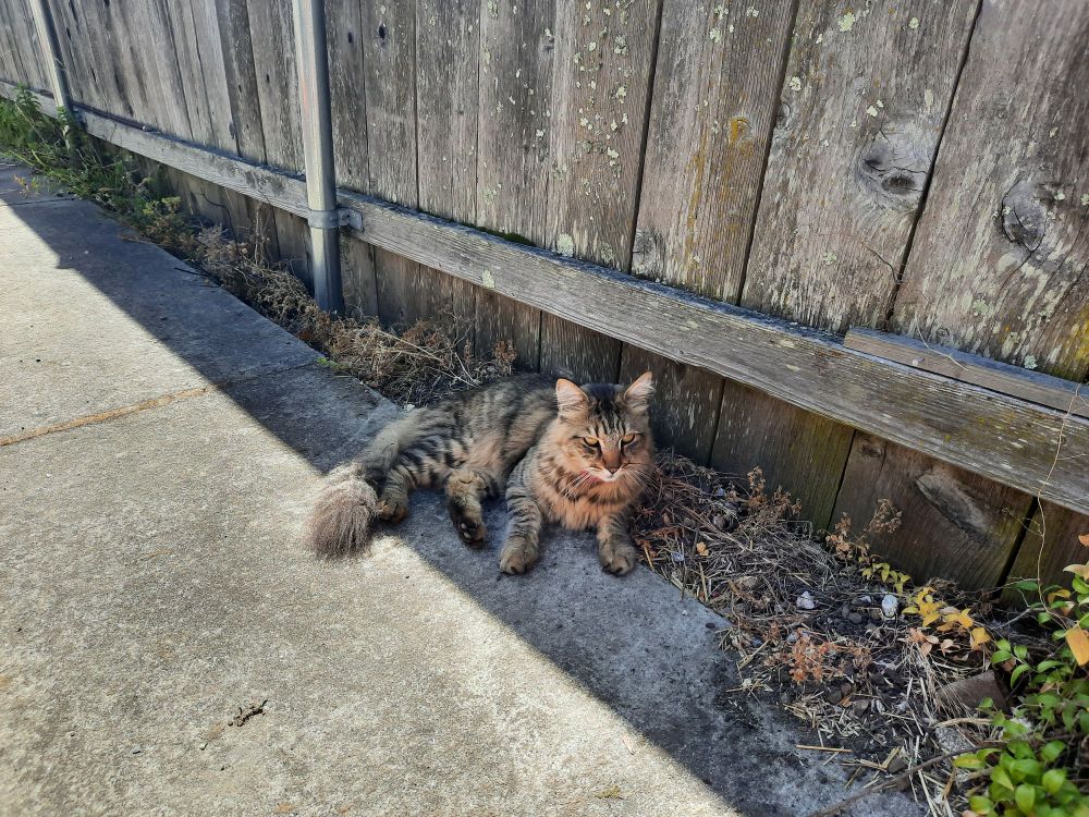 Photo of a brown and black and tan striped cat with a fluffy tail sitting half on a paved pathway and half on a dirt strip in the shade of a tall weathered wood fence.