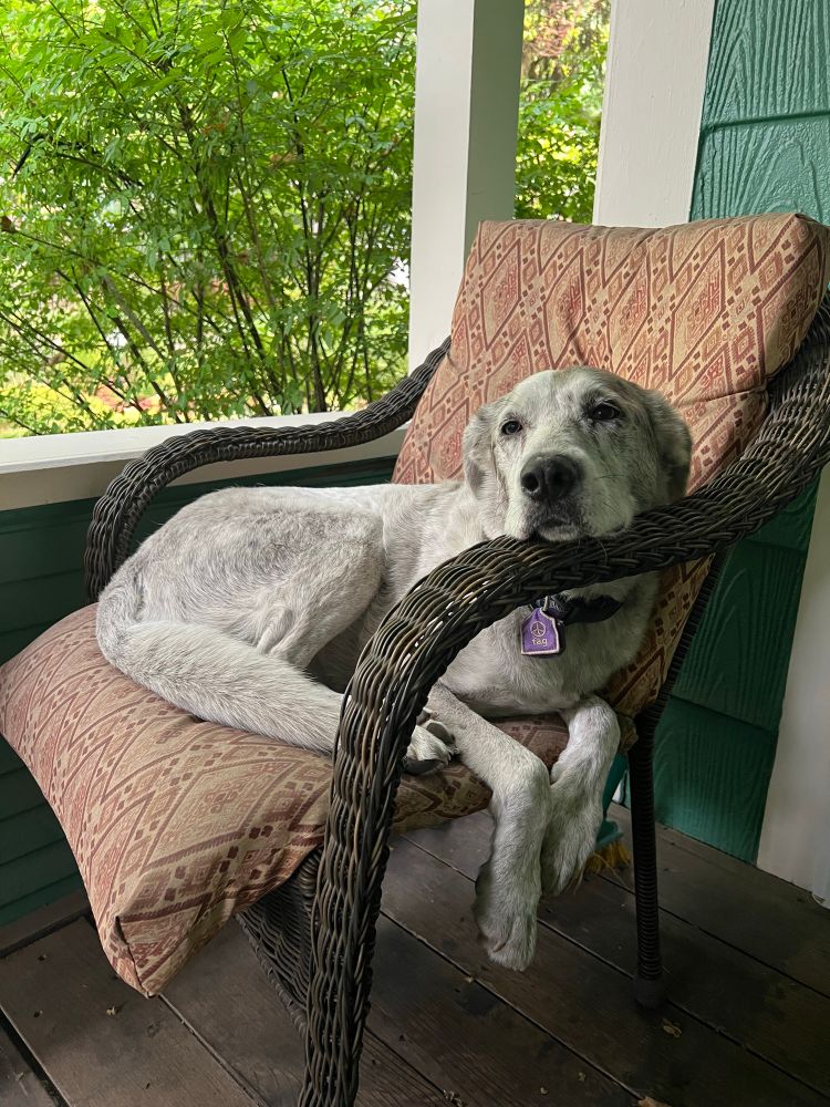 A white dog with light gray markings is curled up on a chair on a covered porch. Her face is resting on one arm of the chair.