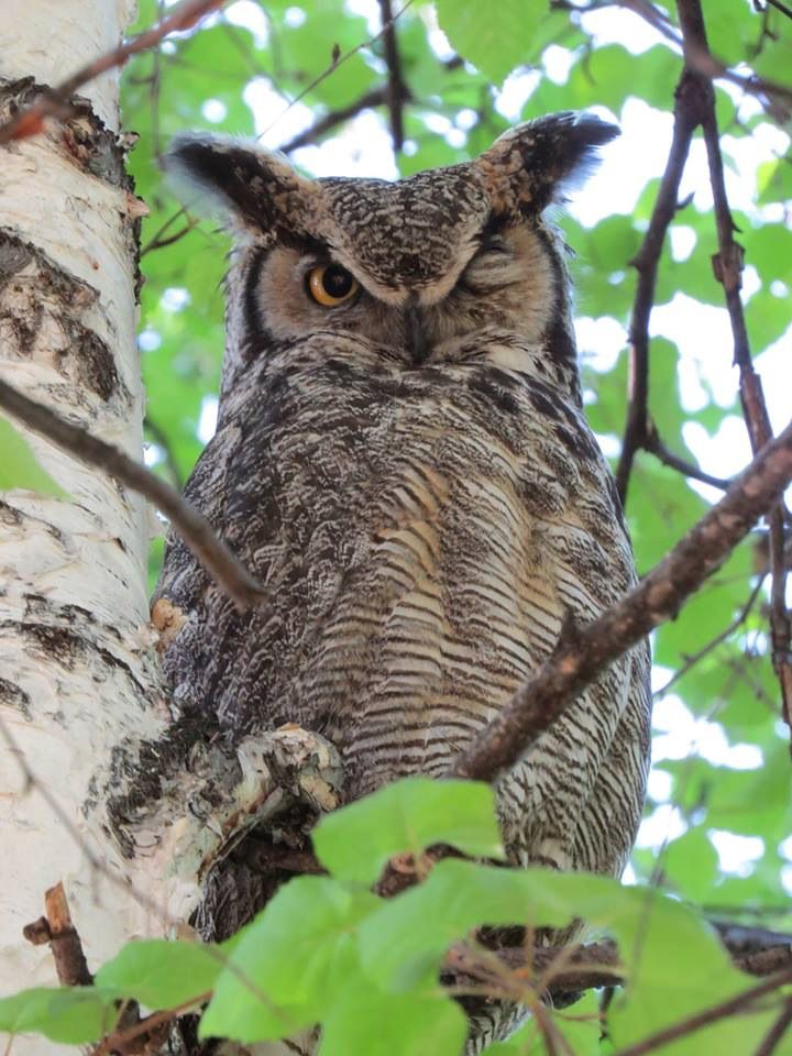 A Great Horned Owl in a birch tree looks down at the photographer with one eye closed. It is mostly brown, with horizontal brown barring on its creamy belly, mottled brown wings and back that mimic tree bark, long feather tufts that look like ears (they aren't), a heavy, v-shaped brow giving it an angry look, a facial disc rimmed in black, and a large yellow eye.