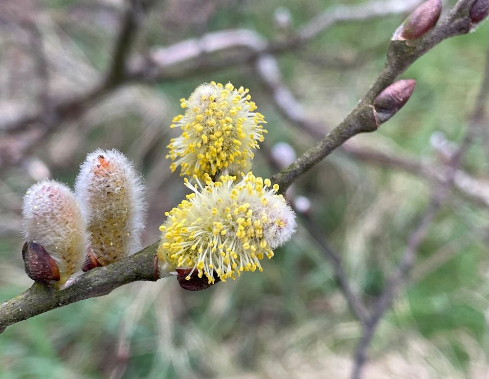 Fluffy goat willow catkins dusted with pollen. Photo Vivien Boyes 
