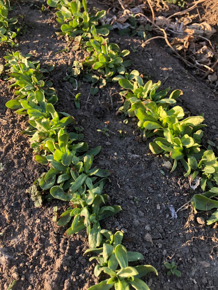 Shungiku Glebionis coronaria
