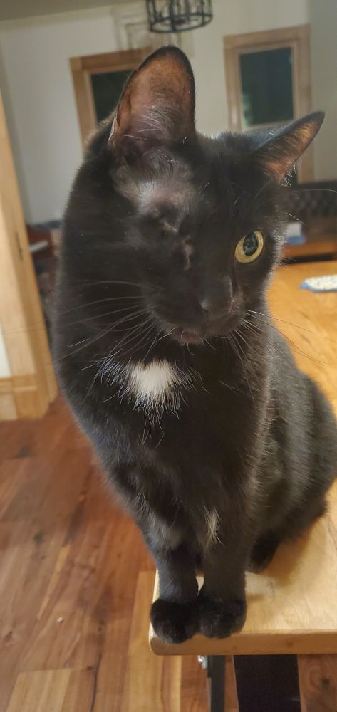one-eyed cat sitting on table