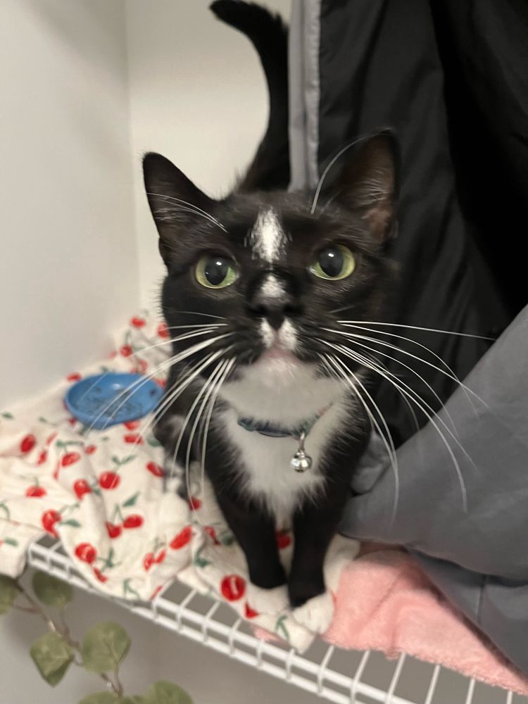 Black and white cat with her face close to my camera, she has little white socks and big green eyes