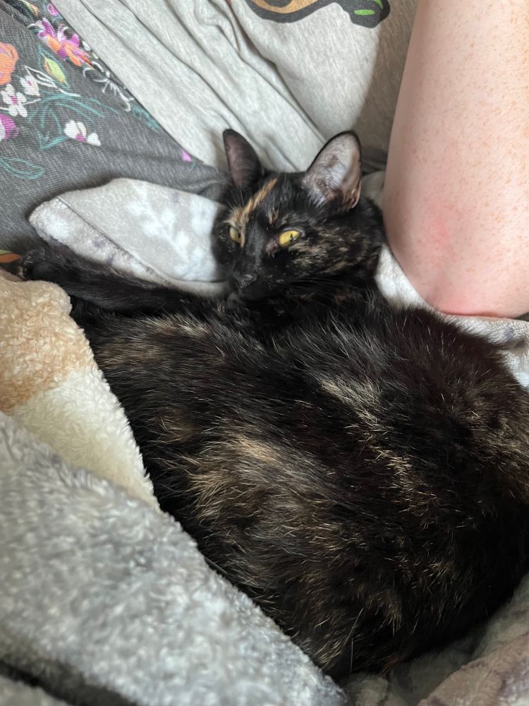 Itty Bit snuggling my roommate while glaring at me. She’s soooo cute.