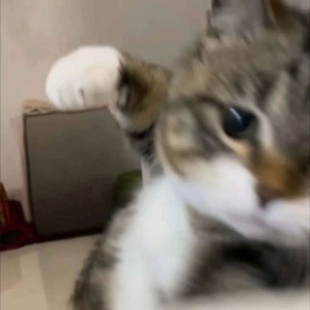 blurry close up of a gray and white cat with its paw up about to hit the screen