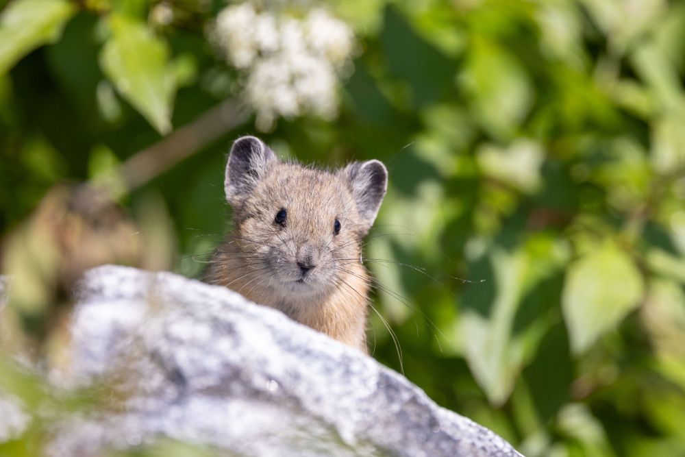 a pika sits on a rock with flowers and leaves in the background