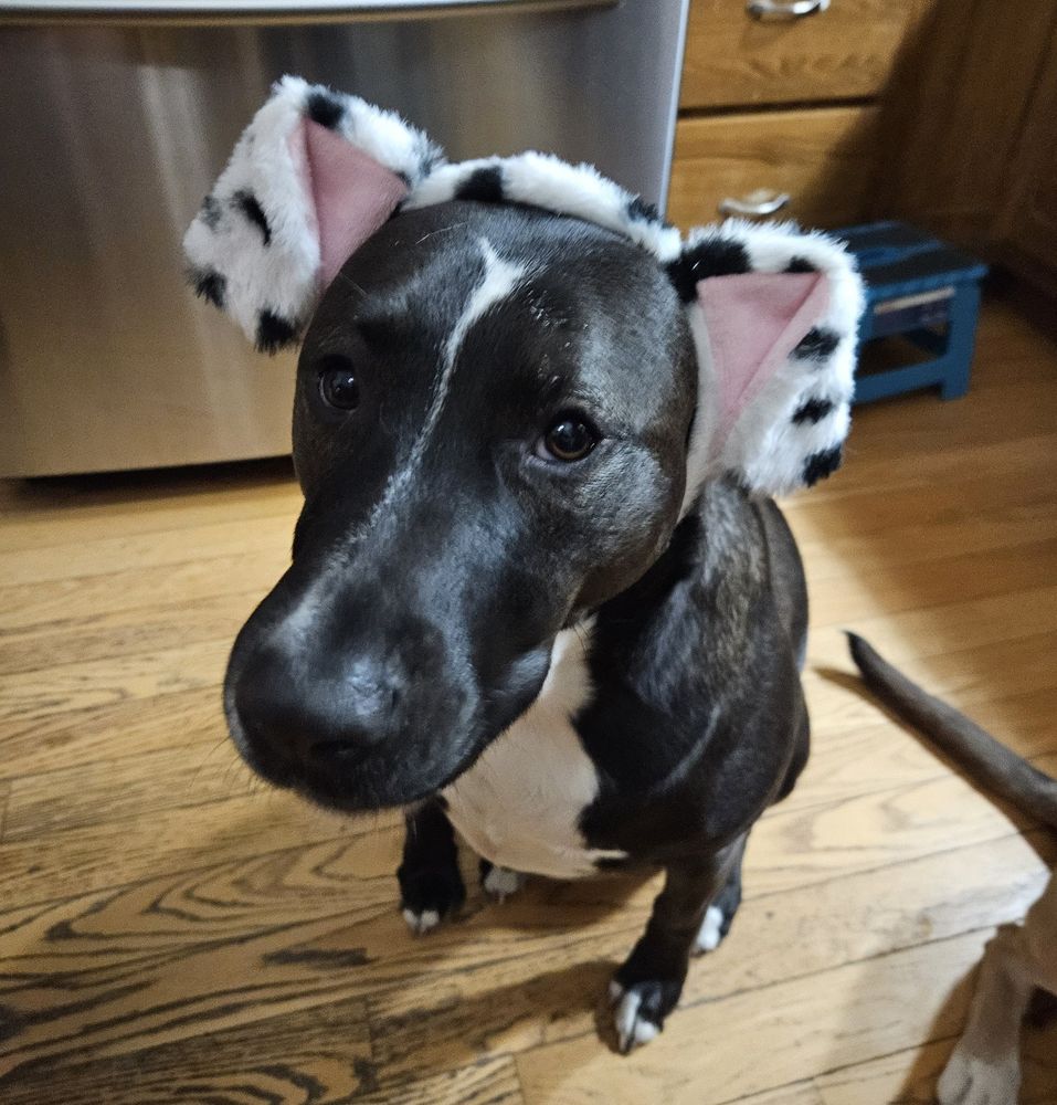 A pitbull named Bella wearing some dalmatian ears for Halloween