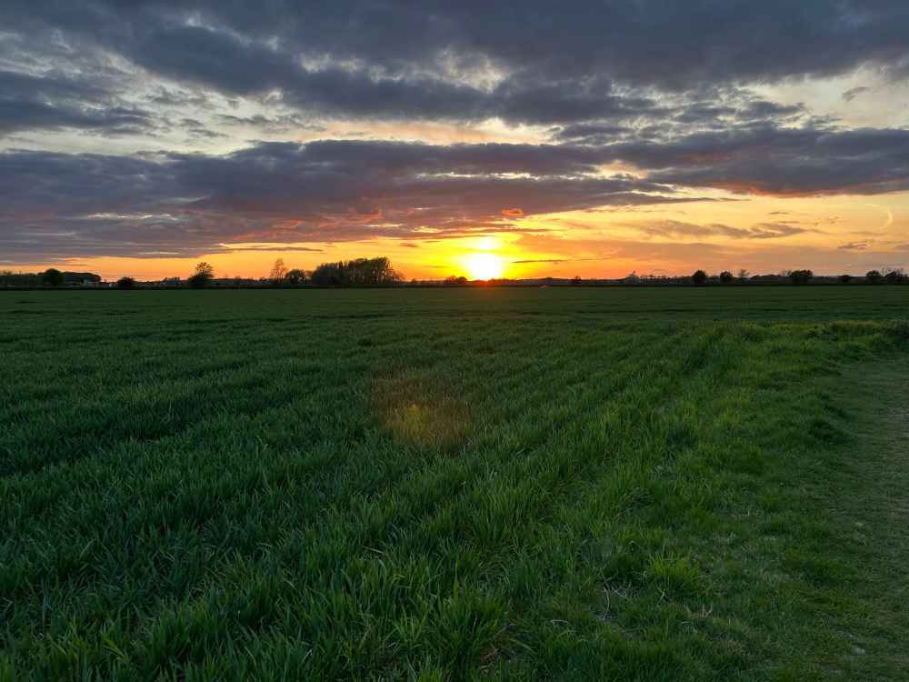 The sun dips behind the barley field in a bright ball of orange with blue wispy clouds overhead 
