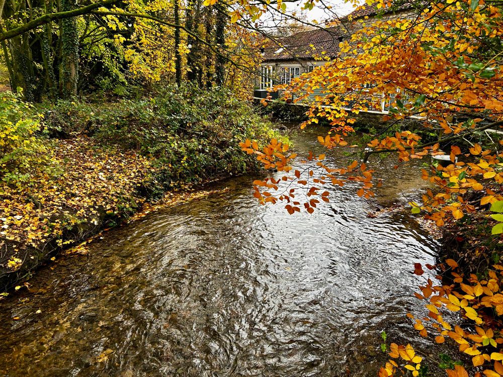Stream with small trees and golden leaves