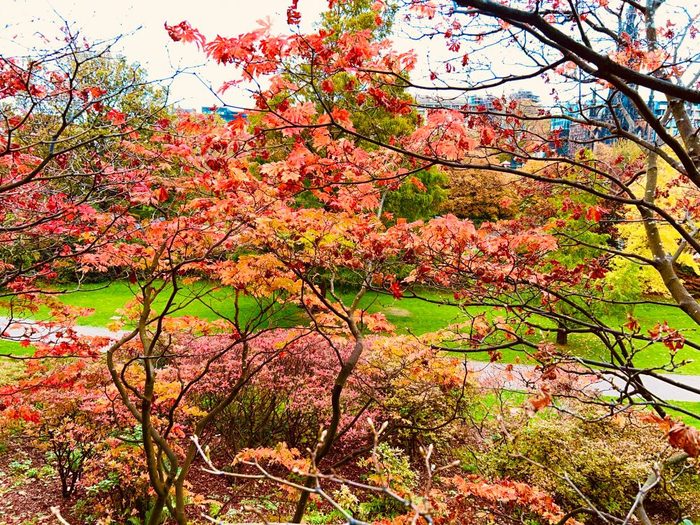 Red maple tree in autumn colours 
