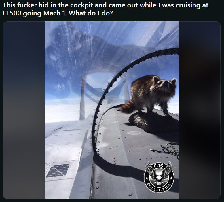 A photo of a raccoon in the back of the canopy of an F-15 in flight.  Caption is "This fucker hid in the cockpit and came out while I was cruising at FL500 going mach 1.  What do I do?"