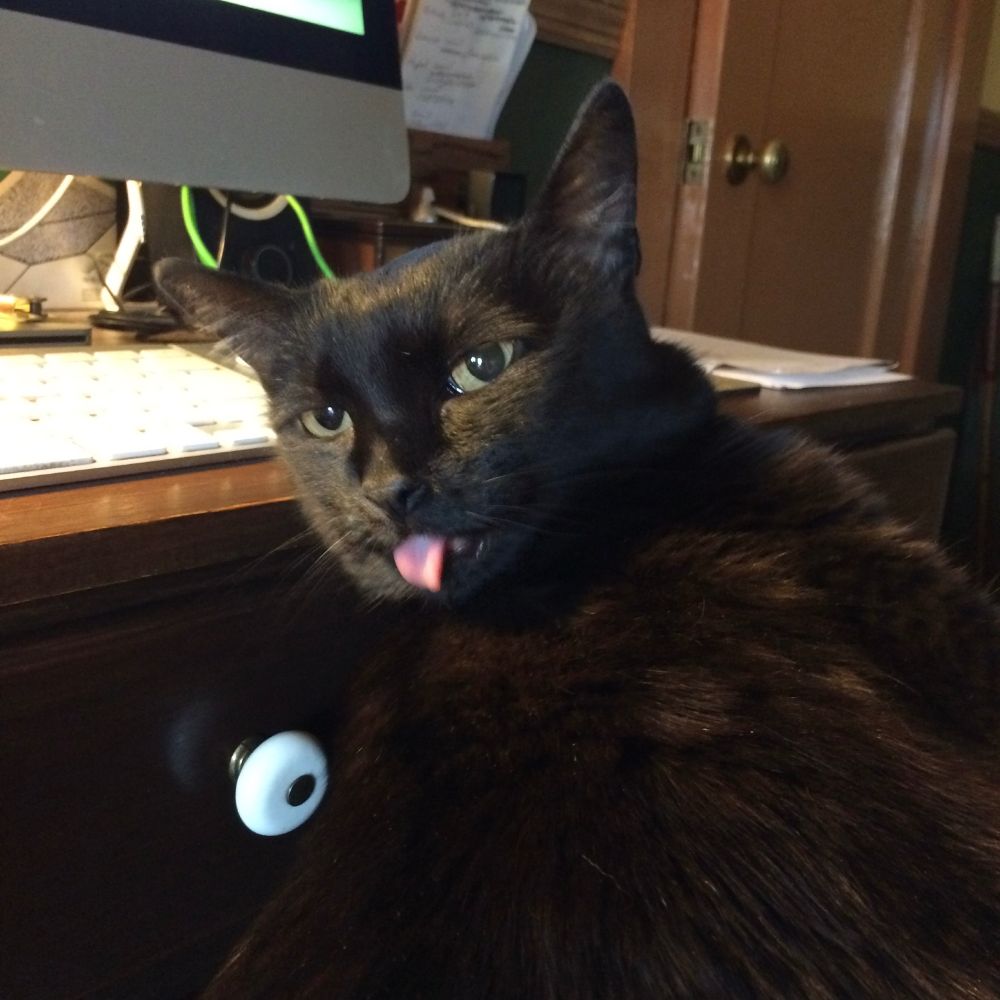 Black cat caught grooming with tongue blep.