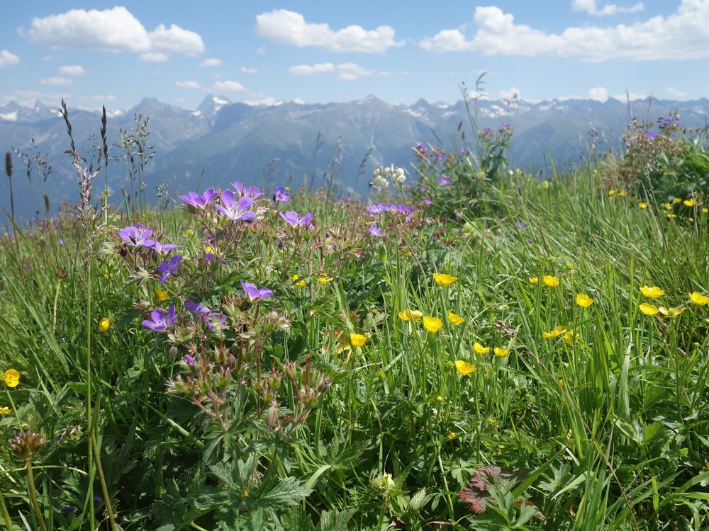 Bunte Wildblumenwiese vor Bergpanorama in Österreich.