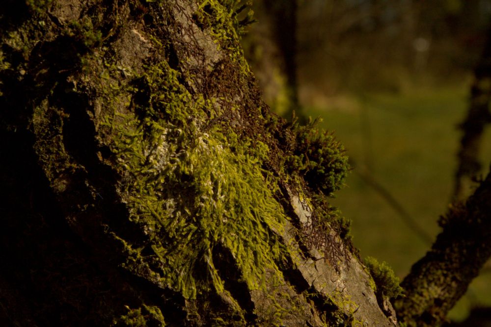 Photo of some bark. Liverwort in the foreground, a clump of moss in the background 
