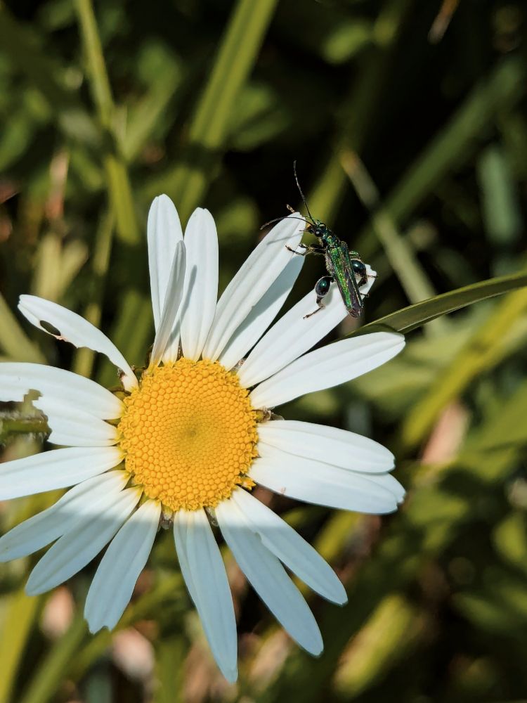 green beetle with thick thighs on the white petals of an oxeye daisy