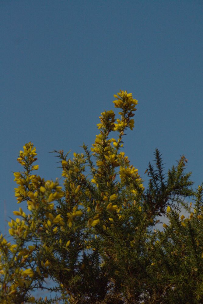A photo of gorse. It's a green spiky shrub which has beautiful yellow flowers. The sky behind is blue. 