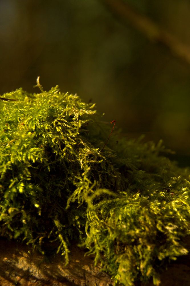 Photo of some vibrant green moss 