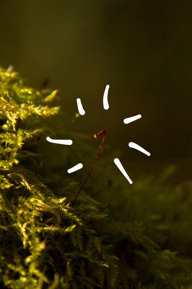A close up of the original photo to highlight the reddish sporophyte, standing solitary and upright.