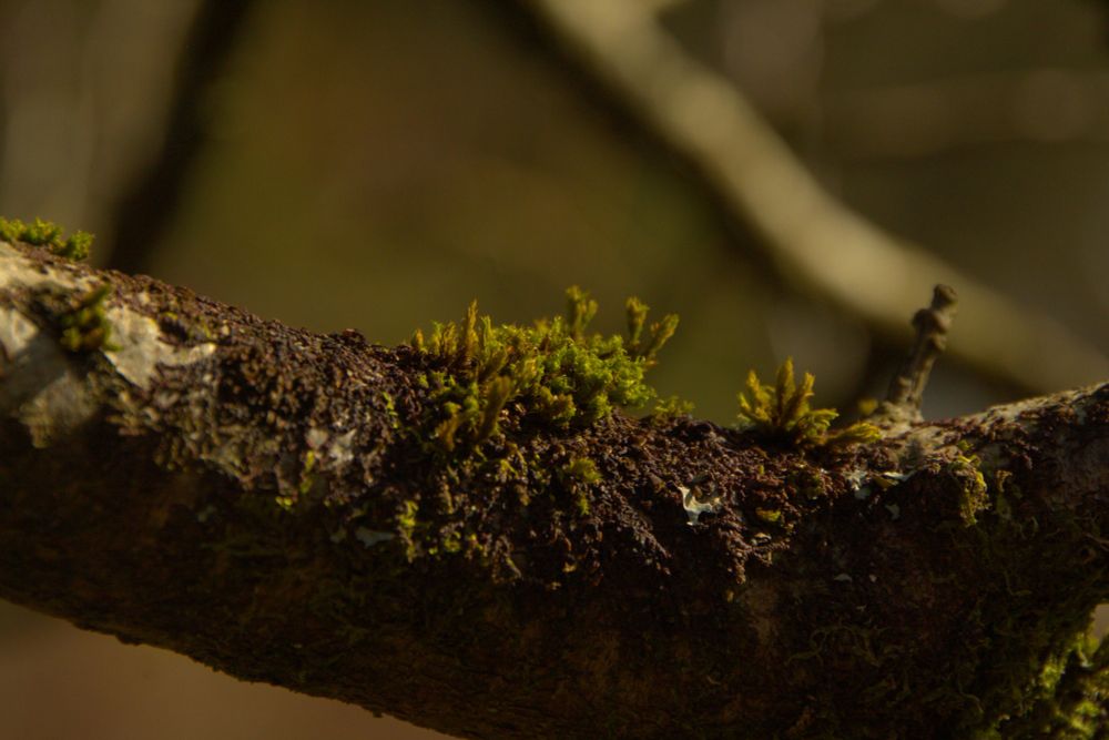Tufted moss on a branch.