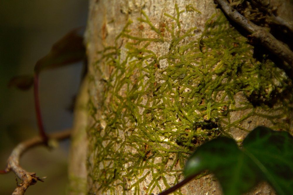 A close up of leafy liverwort  You can see how it branches and creates 'y' shapes. Some liverworts are only one cell thick!