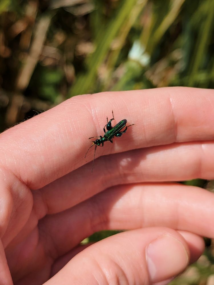 same green, swollen-thighed beetle, this time walking on a white person's hand. it's about the length of a fingernail