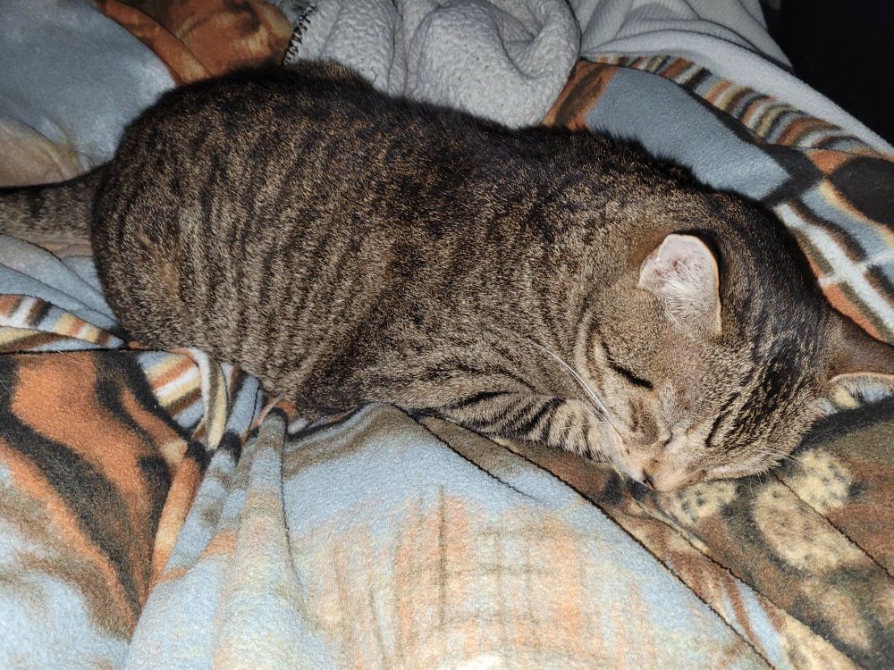 Sleeping brown tabby.