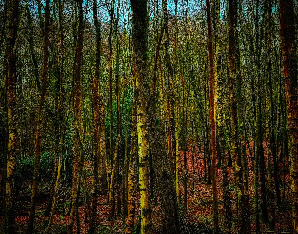 Dense thin-stemmed juvenile trees in Epping Forest. The colour is in the bark and the leaves of the forest floor. With the leaves having fallen the eye is drawn ever distant through hundreds of trees and up to a glimpse of the blue sky
