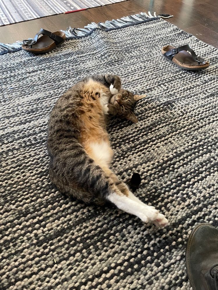 Photo of a grey tabby cat with white socks lying in prawn pose on a striped rug. He is surrounded by discarded footwear: two black Birkenstock sandals and one black boot, as well as a random red and white striped pencil. His human is very messy.