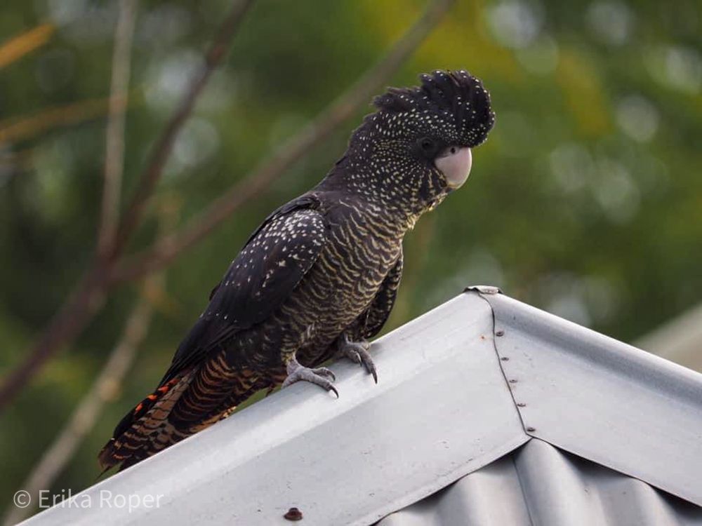 Photo of a large black cockatoo perched on a slanted metal roof. The cockatoo has yellow spots on its face and shoulders, yellow barring on its chest, and red barring on its tail feathers. The background is blurred green leaves.