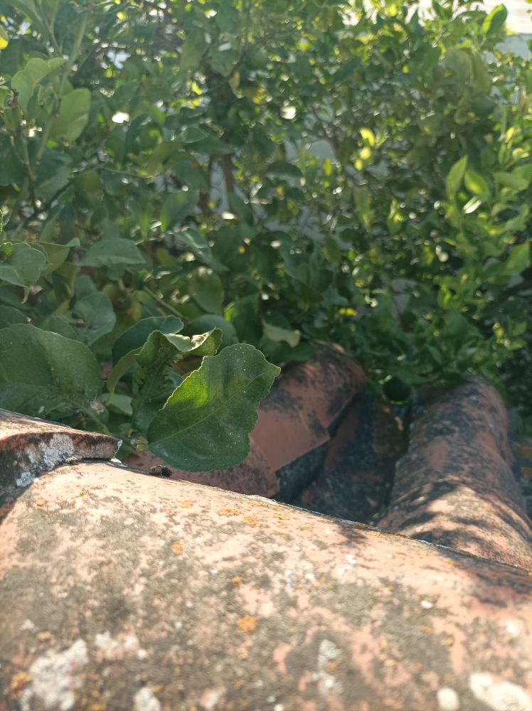 Vista de la copa de un limonero desde un tejado donde se aprecian en primer plano las tejas 📸 © Jardines Que Me Gustan 