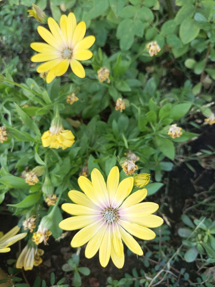 'Dimorphotheca ecklonis' 📸 © Jardines Que Me Gustan 