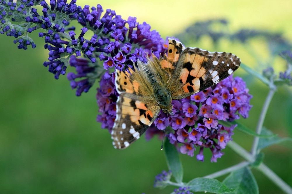 Mariposa monarca y árbol de las mariposas 📸 © Flensshot 
