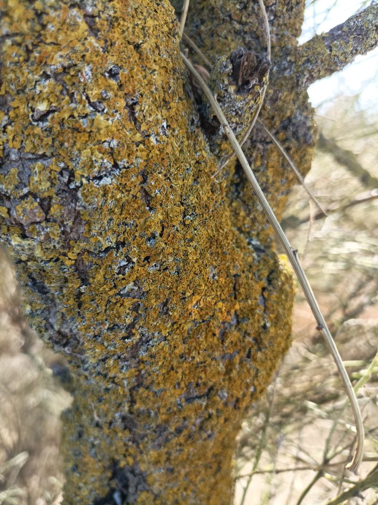 Liquen (Xanthoria parietina) sobre el tronco de una retama 📸 © Jardines Que Me Gustan 