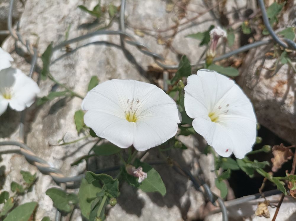 Correhuela (Convolvulus arvensis) 📸 © Jardines Que Me Gustan