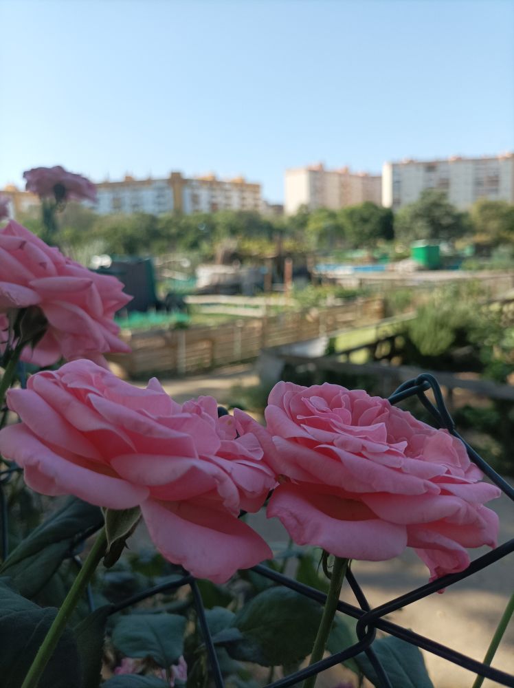 Primer plano de unas rosas y en segundo plano huertos urbanos 📸 © Jardines Que Me Gustan 