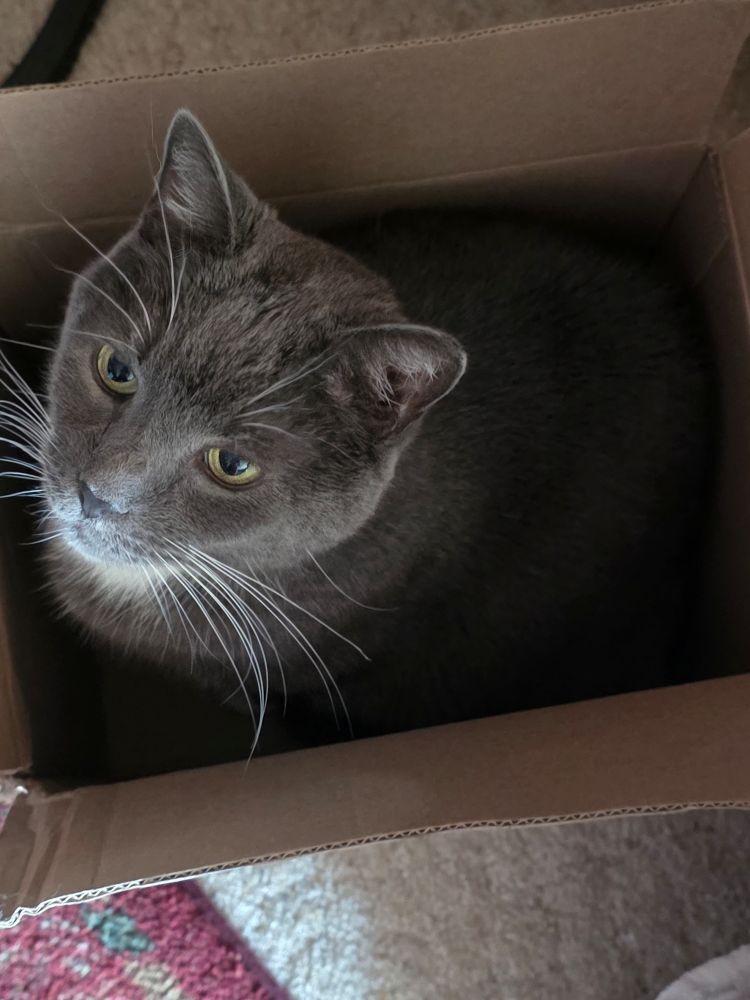My gray and white cat in a small cardboard box 