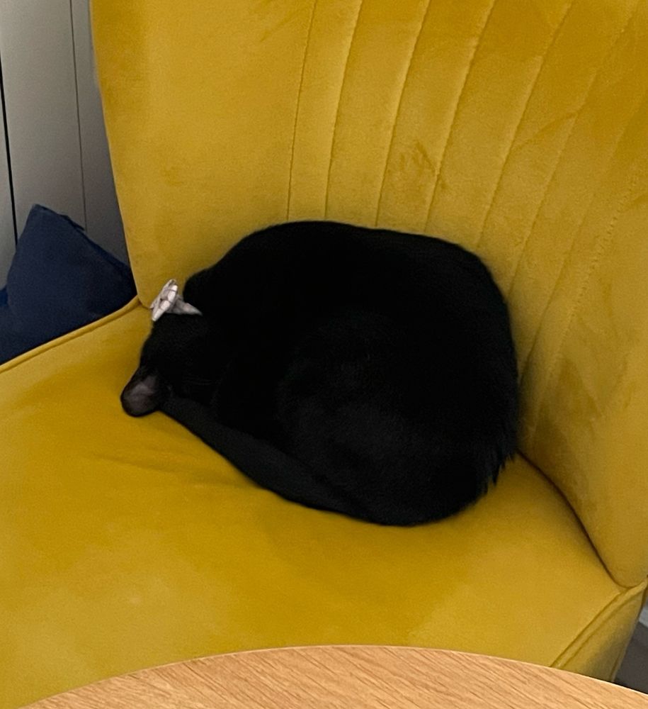 little curled up black kitten on a yellow chair