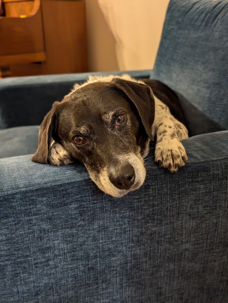 Black and white dog gazes knowingly into the camera. He has deep thoughts 