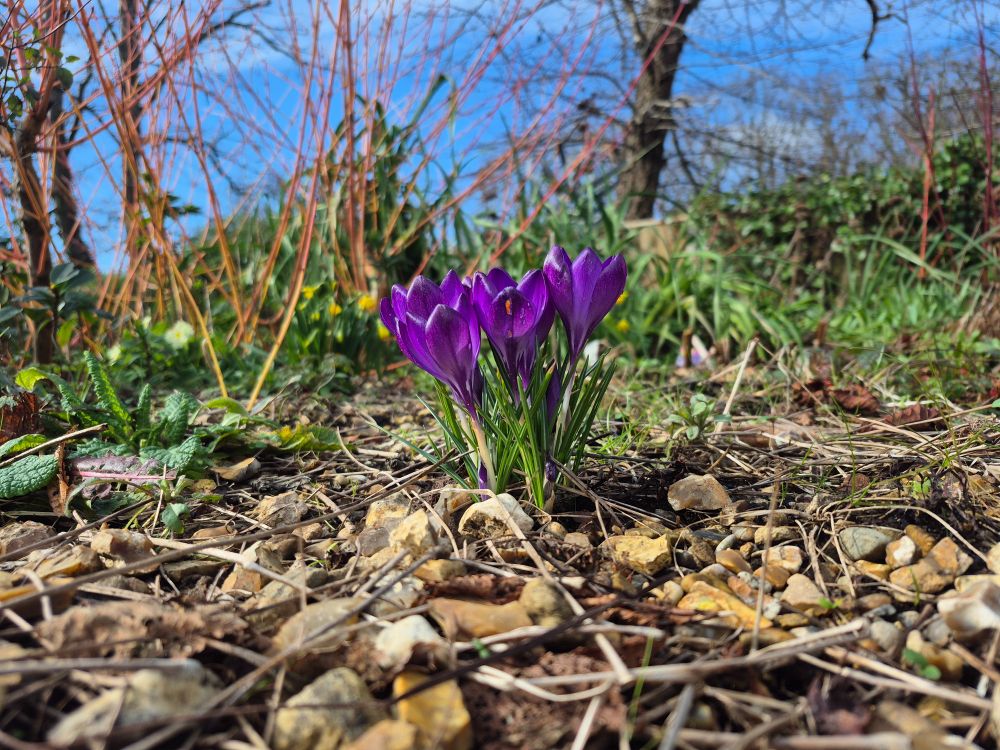 A purple flower in bloom among some stones and foliage