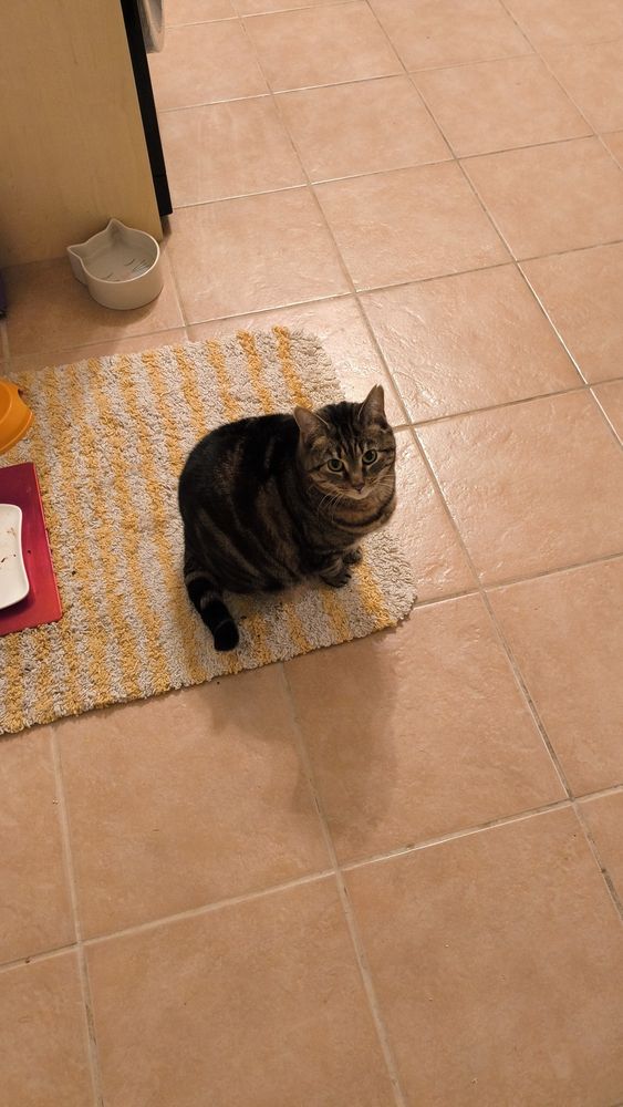 A tabby cat sits on a yellow and white striped rug. She is sat near to her food bowls and looking at the camera. She is an optimist.