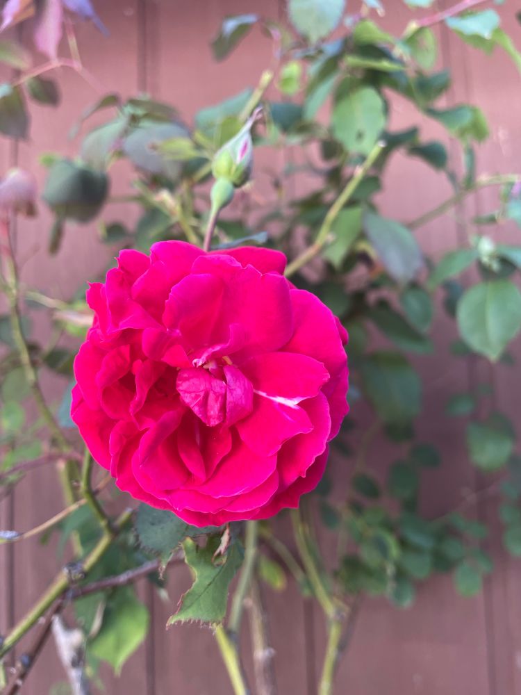 Red Rose bloom, vibrant color; deep, sweet fragrance. Ft. Bragg, CA. 8-20-25 