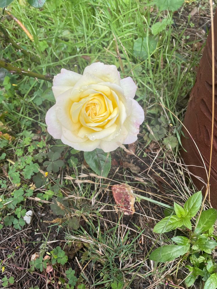 Beautiful white yellow rose blooming after the rain, Fort Bragg, Ca. 10-1-2025