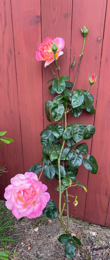 Rose with new bloom, and buds getting ready to pop! Ft. Bragg, CA. 8-19-2025